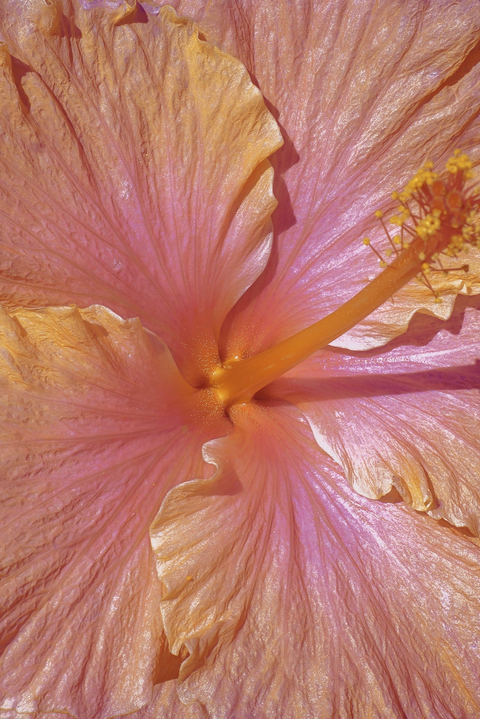 An extreme close-up of a pink and gold hibiscus blossom, its translucent petals veined and its yellow stamen curving across the frame.